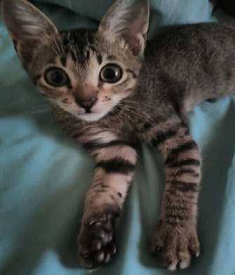 Tips from the Tiger Cat!