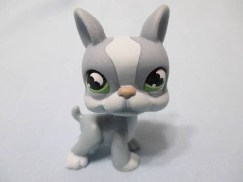 Littlest Pet Shop Puppy Dog 857 Grey Boston Terrier with Bat Eyes Authentic LPS Minor Wear Dec10n
