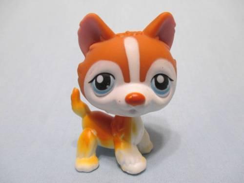 LIKE NEW Littlest Pet Shop Husky 341 Brown Orange and White Dog Puppy with Blue Eyes LPS Mar31npo60