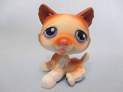 LIKE NEW LITTLEST PET SHOP 37 WHITE BROWN HUSKY DOG PURPLE EYES Authentic Apr26ni