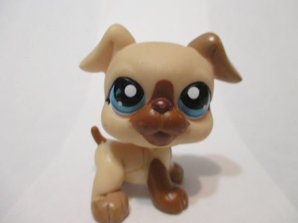 LIKE NEW Littlest Pet Shop Brown Cream Boxer Dog 1516 Blue Eyes Authentic AIK FEB13J