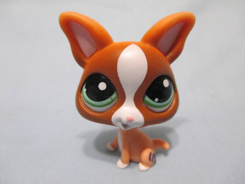 Littlest Pet Shop 1568 Brown White Chihuahua Puppy Dog Sitting 100% Authentic MAR05JI